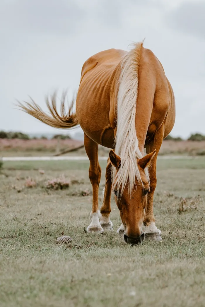 Caballos