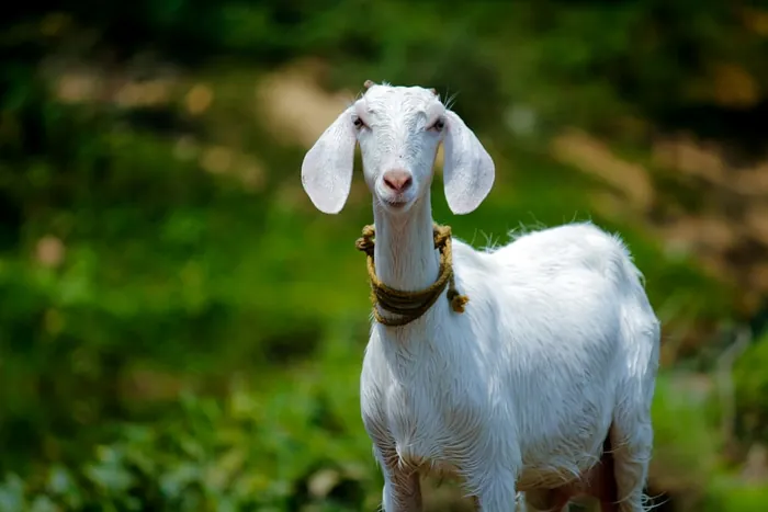 Cabras
