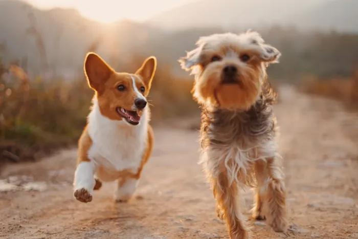 Perros y gatos
