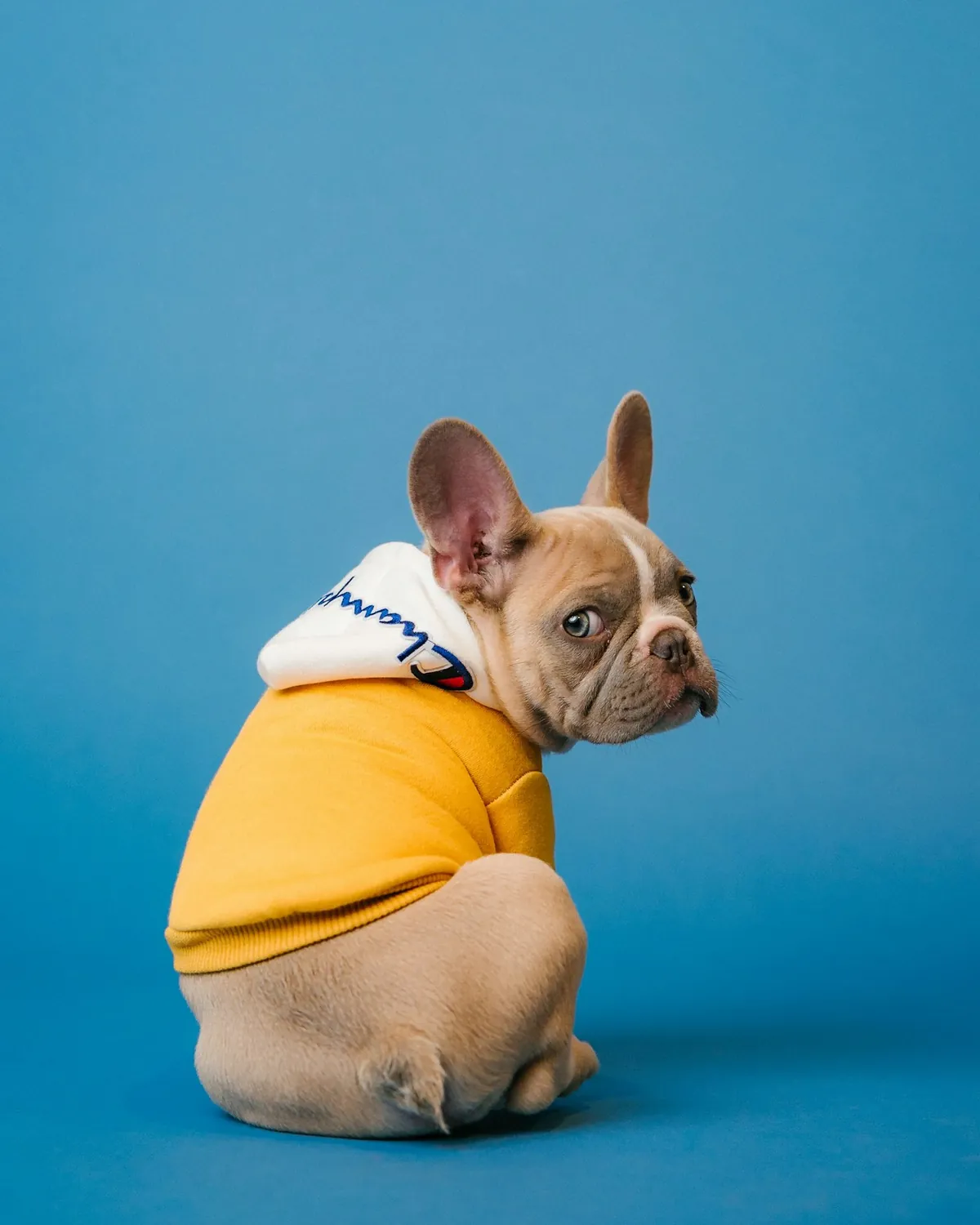 Consulta veterinaria